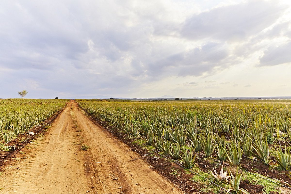 It's no chance that Aloe Barbadensis Miller is the type of plant we harvest! That's because it's actually the highest nutritionally valuable to humans, which is exactly why we harvest it! Who adores our Aloe Vera?