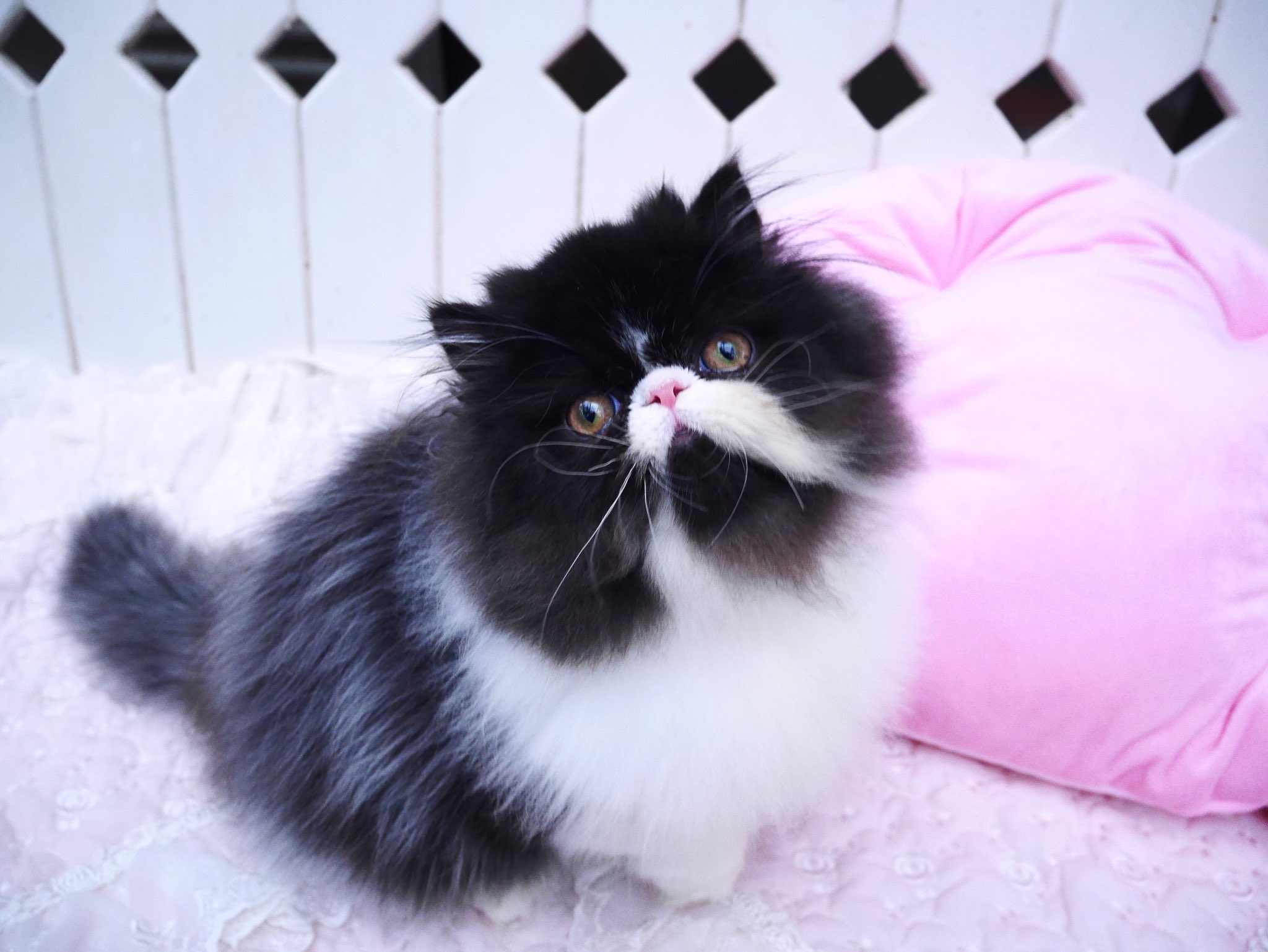 【カリカリ】アナスイ　白猫と蝶々　　黒ペルシャ猫　　リング2点 カリカリ様専用】アナスイ 白猫と蝶々 黒ペルシャ猫 リング2点