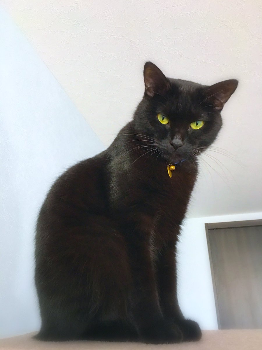 Radiostar むふぅ からピっとして横向くとこう 猫の後ろ足部分不思議 下の方の肌色はハゲじゃなくていつものやつ 明るいところだとシマシマがよくわかる 実は黒トラ猫 白猫もよく見たらシマシマっているのかしら