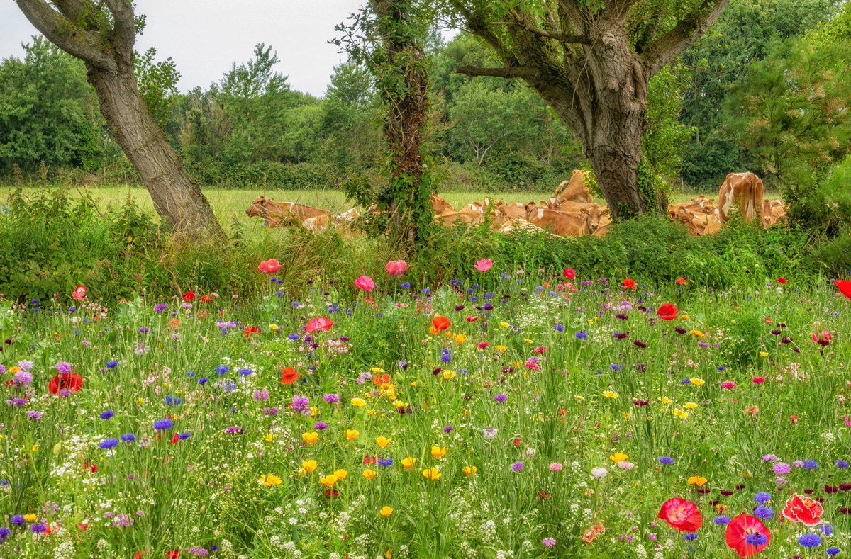 VisitGuernsey's tweet image. Start planning your 2019 Guernsey break today - we have lots of great value Package Deals available right now on our website! socsi.in/LCqNW #GreatThings