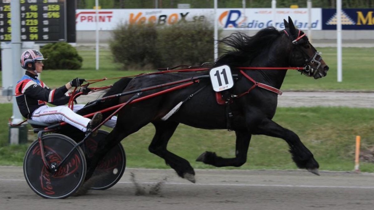 Ukens oppasser, <a href="/steine106/">Bjørn Steine</a> ! vinnerbongen.no/nyhet/522/uken… 🇳🇴🐴#llv75 #Forus