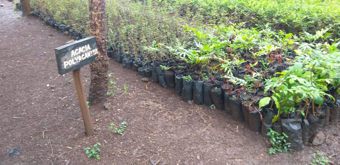 OgetoAlex's tweet photo. “The forest is not a resource for us, it is life itself. It is the only place for us to live.”
@MovenpickNRB In Partnership with Nairobi Green Line are having a tree planting exercise at the Nairobi National Park.
#NairobiGreenLine https://t.co/zpVH6jqFx6