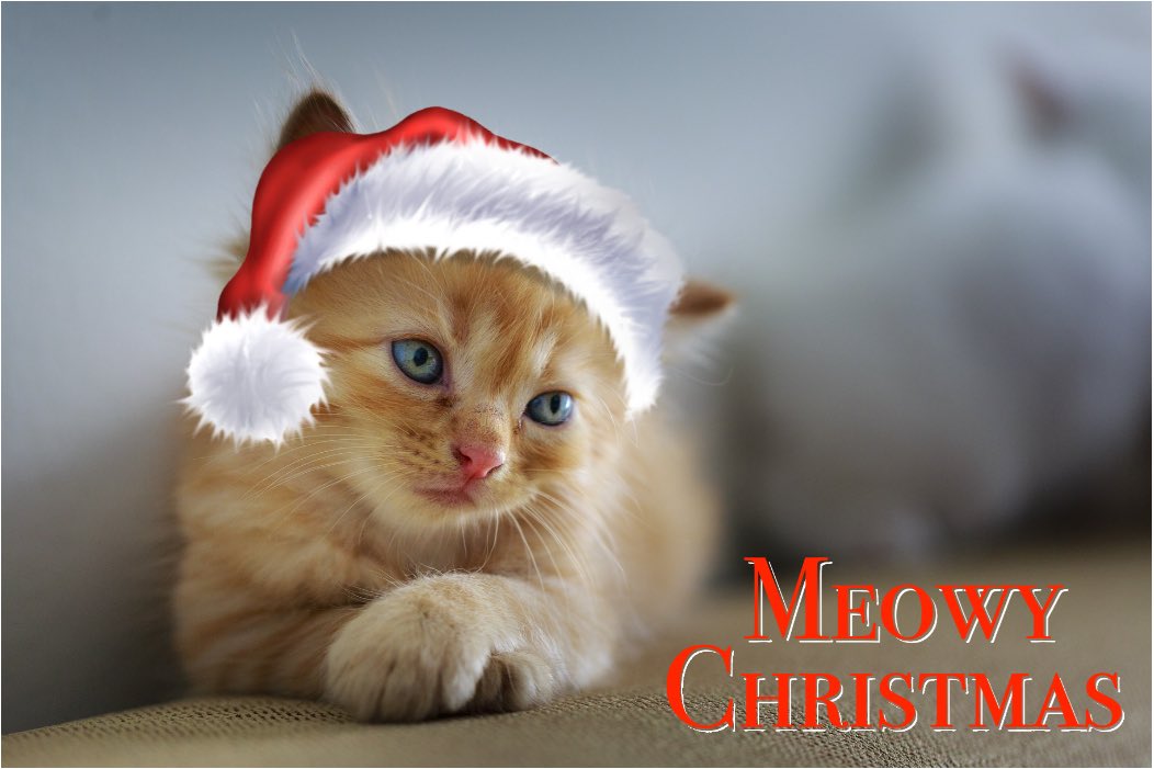 catchalkapp's tweet photo. Santa Claws is coming to town 🎶 
Create gorgeous catmus holiday pics while we at Cat Chalk App donate all the proceeds to rescue as many cats as we can. We are aiming for $12,000 raised in the 12 days of Catmus 🐾 https://t.co/DaUpVCsLXJ