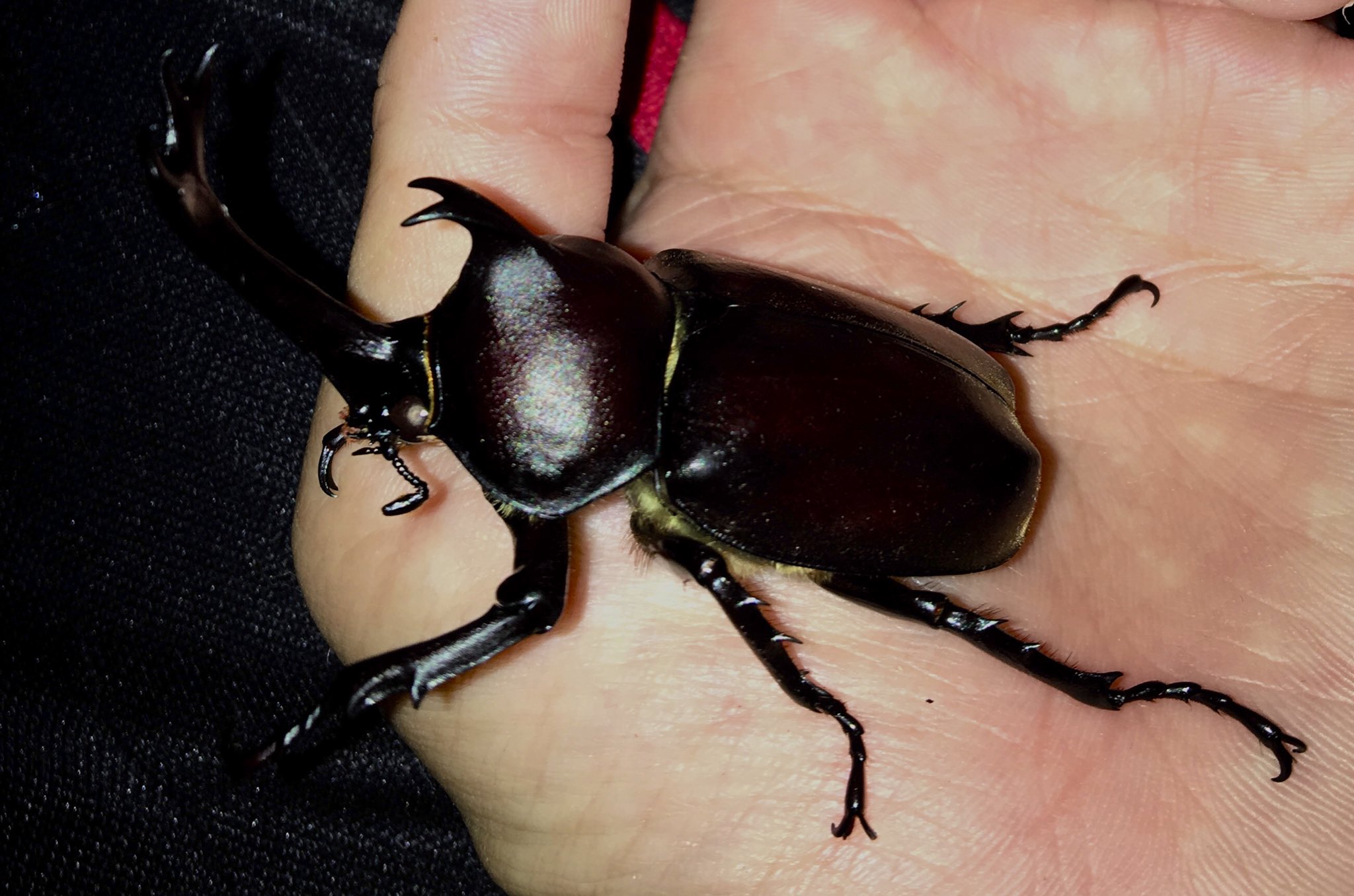 ﾑｼ虫遊人ﾑｼ 外来 生物 外来生物と聞くと外国から人間によって持ち込まれ日本 に定着したものばかりを意識しがちですが 国内外来種 なんていう言葉があります 人間が運び放してしまったら 国内の移動であろうとその個体は立派な外来生物 北海道の