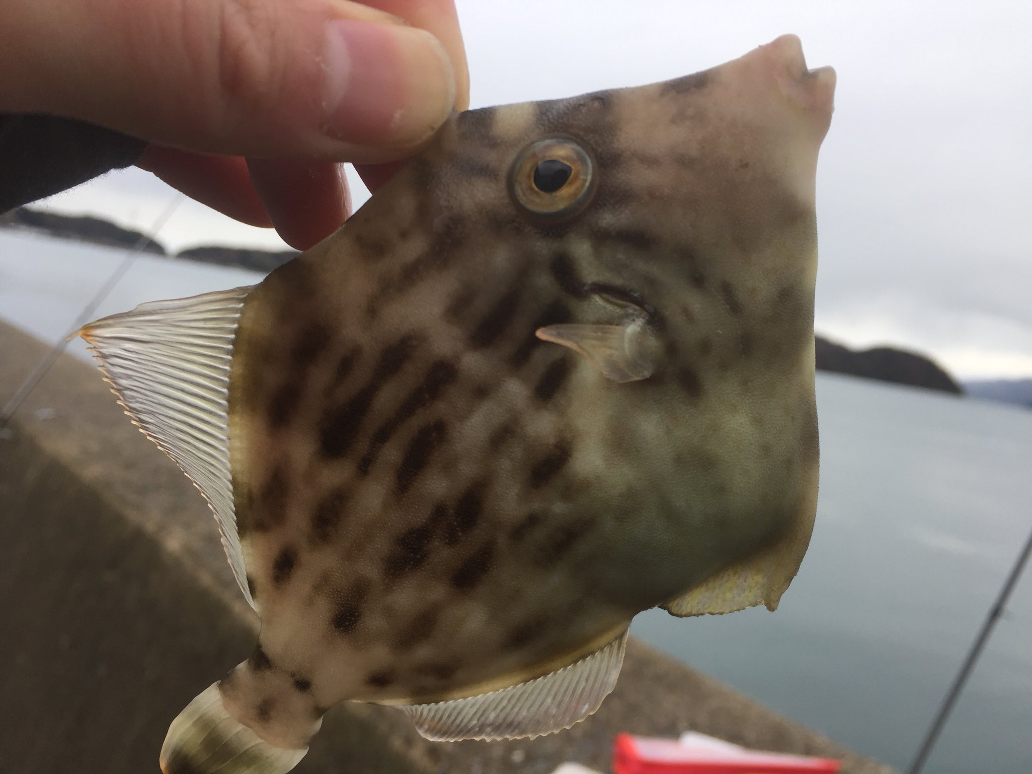 ぐりぽん Ca Va カワハギとウマヅラハギ釣れた あとかわいいマハタ 死ぬほど寒かったけど楽しかった めっちゃ疲れてるけどカワハギちょっと食べよかな 肝醤油てのが気になる T Co Wbfoprdx Twitter