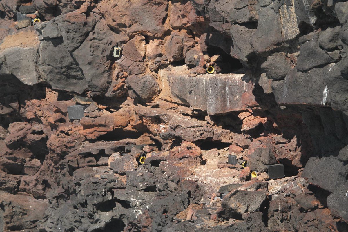 GIC_Mar's tweet photo. Días de intenso trabajo colocando cajas nido para la amenazada pardela chica (Puffinus baroli) en colonias de Canarias, en el marco del @LifeIntemares. Muy pronto sabremos si han tenido éxito! #seabirdersaturday #seabird #conservation https://t.co/FWt9EaNHpx