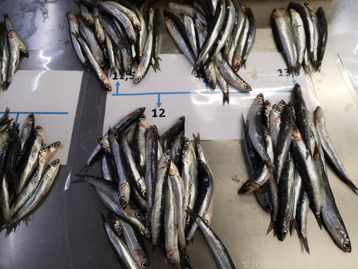 Joan_Gimenez's tweet photo. Mi primer muestreo de boquerones #PelWebProject #CatalanSea #postdoc @ICMCSIC https://t.co/ritczkT3hE