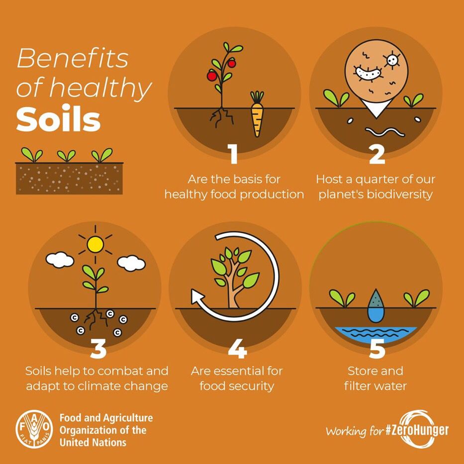 FAOclimate's tweet image. RT @FAO: The ground beneath our feet is more precious than we know. 

5 of #soils’ best kept secrets 👇 

#ZeroHunger #COP24