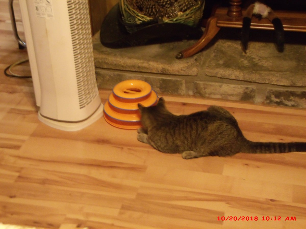 curlylurch's tweet photo. #mynaturalcatTiger loves her new toy by @PurinaCatChow https://t.co/iJVMjP1EOx