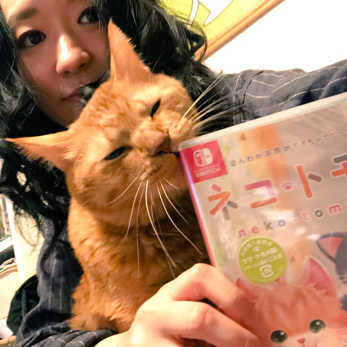 森永理科と猫 帰ってきてさっそくネコ活 とらやんさん匂いつけております たけぽんも虜にされてしまったネコトモ Switch買って遊びます 広報のとらやんです テイルズの部屋 ネコトモ