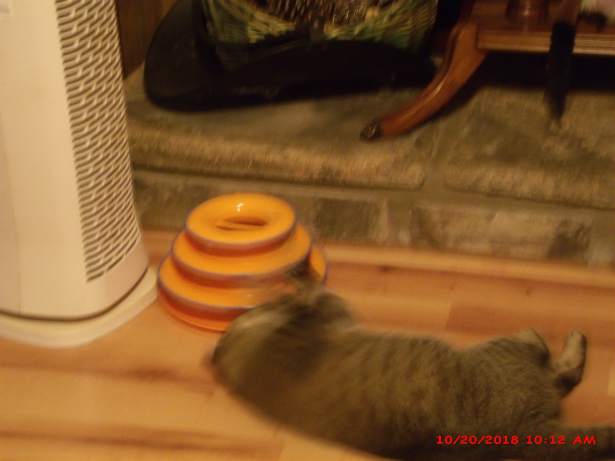 curlylurch's tweet photo. @PurinaCatChow Tiger loves her new toy by purina cat chow https://t.co/fCSVU3H3eL