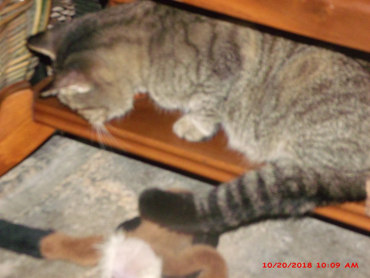curlylurch's tweet photo. @PurinaCatChow Playing with each other or getting into the cupboards.  Sleeping in boxes. https://t.co/oPg3FWN9nr