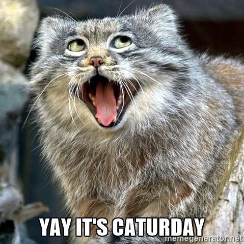 katolck's tweet photo. Happy #Caturday ! It’s a great day to #AdoptDontShop ! Do it! ⁦@mainecoonadopts⁩ ⁦@team_adopt⁩ ⁦@cobbkitties⁩ ⁦@hello_kriddr⁩ ⁦⁦@MeowMiya88⁩ ⁦@Animal_HumaneMN⁩ ⁦@AnimalArkMN⁩ ⁦@EmrgencyKittens⁩ ⁦@catswithnohope⁩ https://t.co/ixAd7pvAdZ