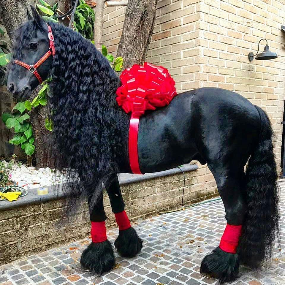 AddictedHorse's tweet photo. Anyone want this gift?! 😍🐴

📷Instagram: @yeguadalasisabeles

#HorseAddict #Horses #Horse #HorsesOfInstagram #HorsePower #HorseRiding #HorseBackRiding #HorseLove #HorseShow #Equine #Equestrian #CowBoy #CowBoys #CowGirl #CrossCountry #ShowJumping #Dressage #Pony #Ponies #TheDodo https://t.co/62VAxYYjAg