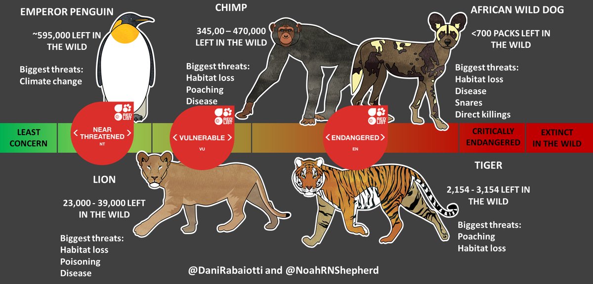 DaniRabaiotti's tweet photo. In preparation for the final #Dynasties tomorrow I made this infographic, with illustrations by the awesome @NoahRNShepherd. Just how threatened are the species of #Dynasties? https://t.co/PutYQkz0jq