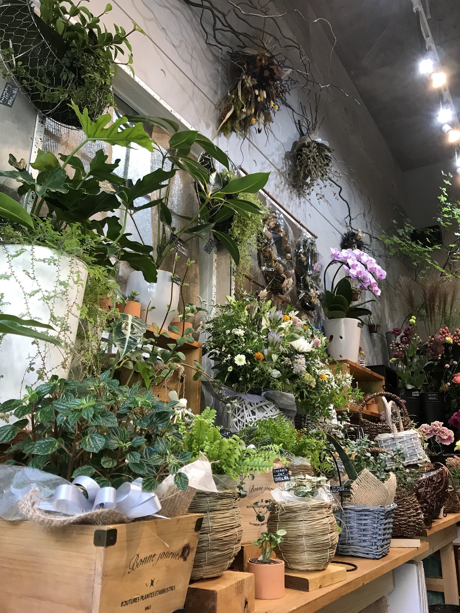 花笑み Hanaemi Hoya Twitter