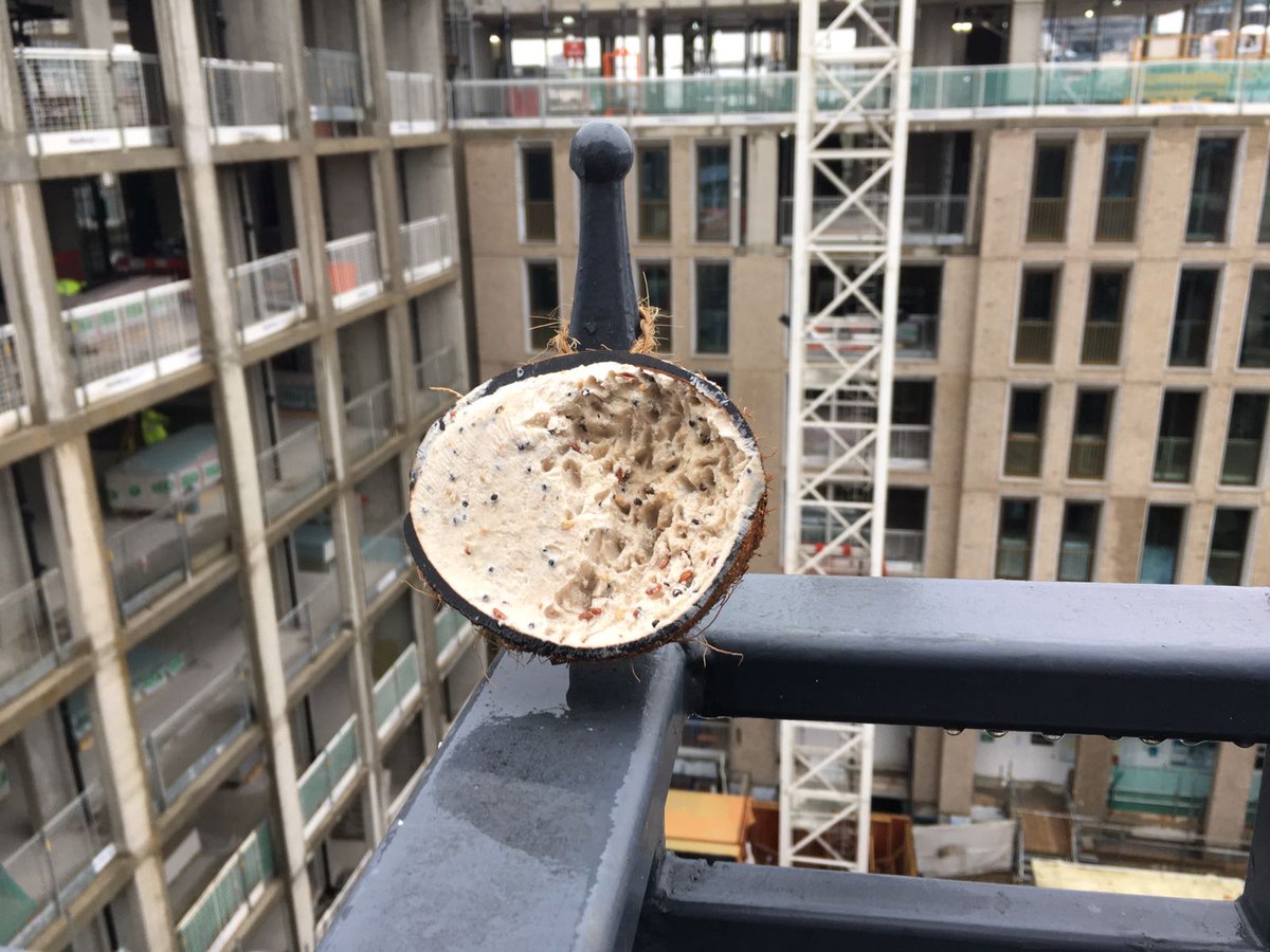 phoeb0's tweet photo. I left some suet out for my resident blackbird and it seems to be going down well.... for tips on how to make your life in London more wildlife-friendly, sign up to my newsletter #rewildinglondon #wildlondon https://t.co/FYVbWgni7K https://t.co/tldtZFBdyt