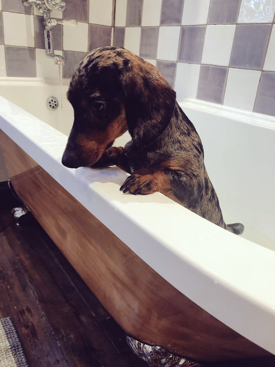 jamesenjoyrelax's tweet photo. Soggy, boggy #Walthamstow marshes this morning for walkies at sunrise = Otto reluctantly having to have a wallow when we got home! 🐾🌭🐶+🛁🧴=👍 #grubbypuppy #dappleotto #allcleannow #nothappy #pup #E17 https://t.co/3UVAFNILCE