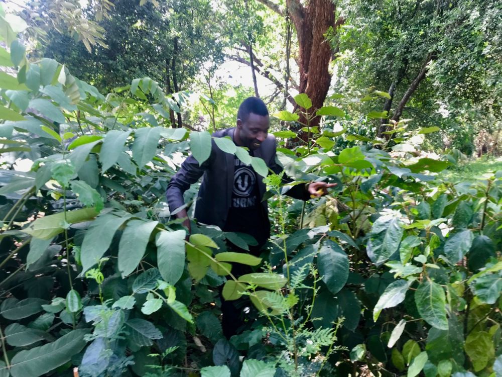 We are researching for ways to offset the #carbonfoot print of #SafiriExpress riders with the aim of hitting  -ve contribution status long-term. Stumbled on the #Miyawaki method: growing a forest in 3 years. buff.ly/2KIz7O8 #IamSure #ControlYourJourney #SDGs #SDG13