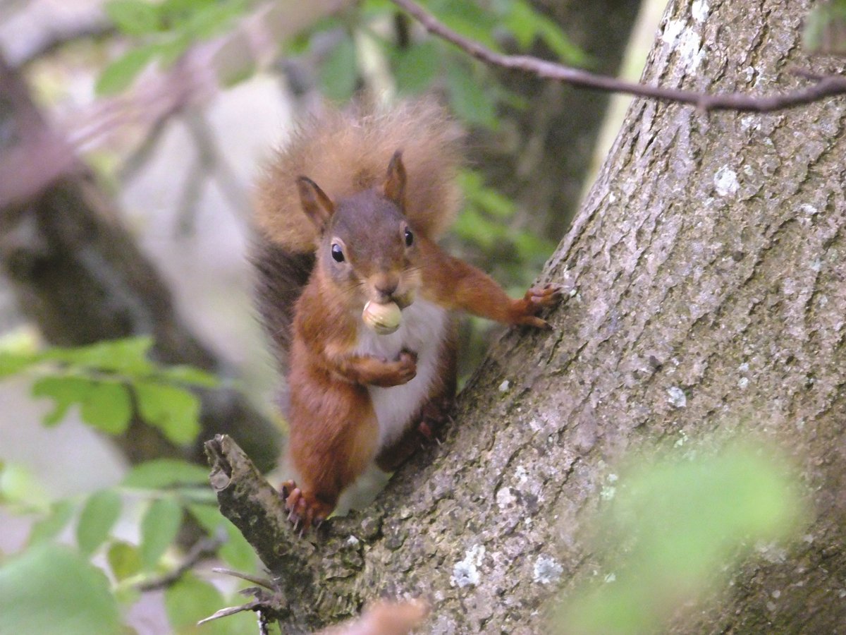selfcatering4U's tweet photo. In terms of #wildlife Cumbria & the #LakeDistrict really does have it all – natural woodlands, beaches, fells, parks and gardens to name but a few: https://t.co/JBUCDlnQ8t #CottageLifeLD https://t.co/yt0fjMpNzR