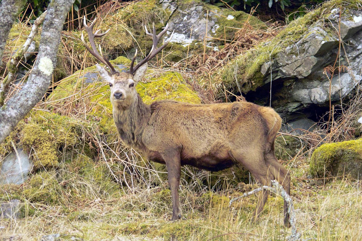 selfcatering4U's tweet photo. In terms of #wildlife Cumbria & the #LakeDistrict really does have it all – natural woodlands, beaches, fells, parks and gardens to name but a few: https://t.co/JBUCDlnQ8t #CottageLifeLD https://t.co/yt0fjMpNzR