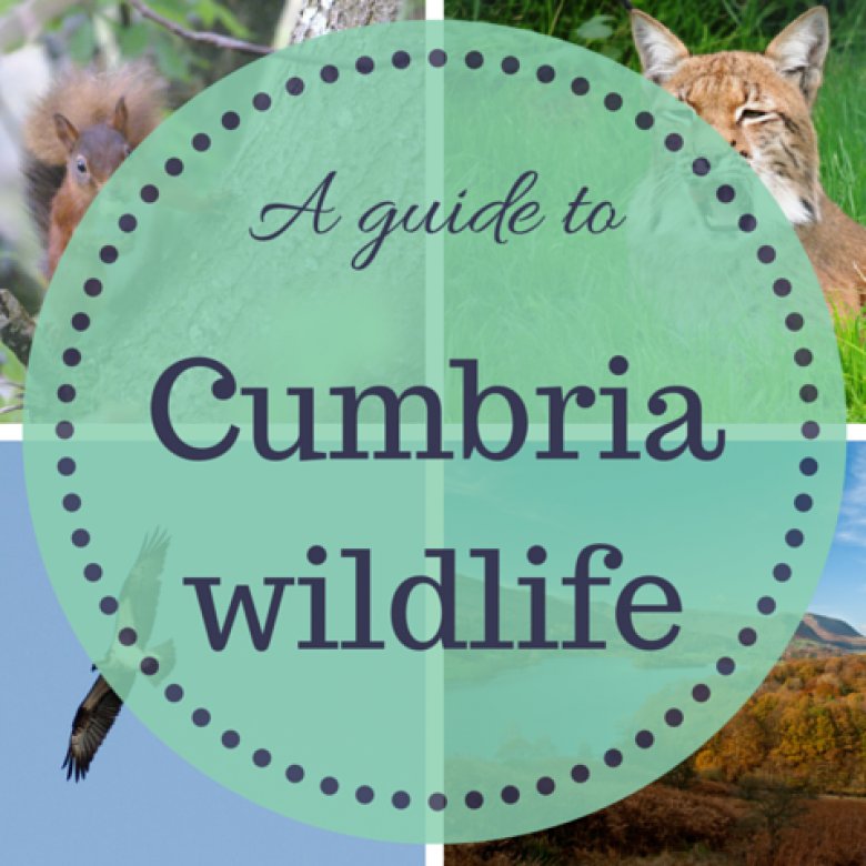 selfcatering4U's tweet photo. In terms of #wildlife Cumbria & the #LakeDistrict really does have it all – natural woodlands, beaches, fells, parks and gardens to name but a few: https://t.co/JBUCDlnQ8t #CottageLifeLD https://t.co/yt0fjMpNzR