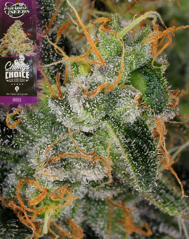 paradiseseeds's tweet photo. The #chongschoice strains have been some of our best sellers. Growers have loved the variety the collaboration has brought, this one, #BlueKushBerry is a sweet tasting #indica that combines mighty Kush power with a deliciously fruity smell.  https://t.co/BgxNz9JKbt https://t.co/OFn7G70CP4