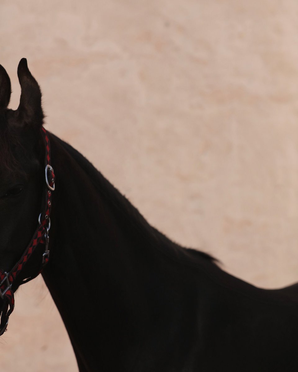 faunejournal's tweet photo. Had an amazing time with the beautiful Devaki, at Rohet Garh, Rajasthan @TheHouseOfRohet 

#marwarihorse #rohetgarh #houseofrohet #rajasthan #india https://t.co/FhRMfKZuoW