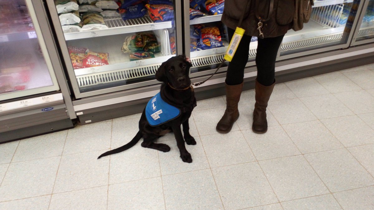 NantSthStapePol's tweet image. Officers on foot patrol around Nantwich came across this lovely fella and his owners. Great job the Guide Dogs and their trainers do. 
#supportguidedogs #communityengagement