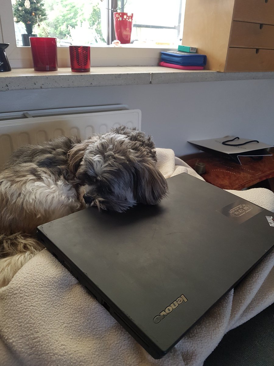 Merijn_d's tweet image. #WinterInKortrijk is een feit. Dank aan alle medewerkers. :-). Nu even rusten. #doggyishappy