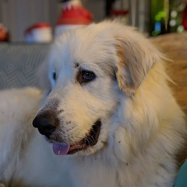 PaperFreckles's tweet image. Introductions are due. Everyone, meet our son Beauregard. Beau for short. He's a very good boy and Coleen and I are smitten. 
Beau is a rescue from the Appalachian Great Pyrenees Rescue in Virginia. He's previous family decided they didn't want to deal w… ift.tt/2QNyx7n