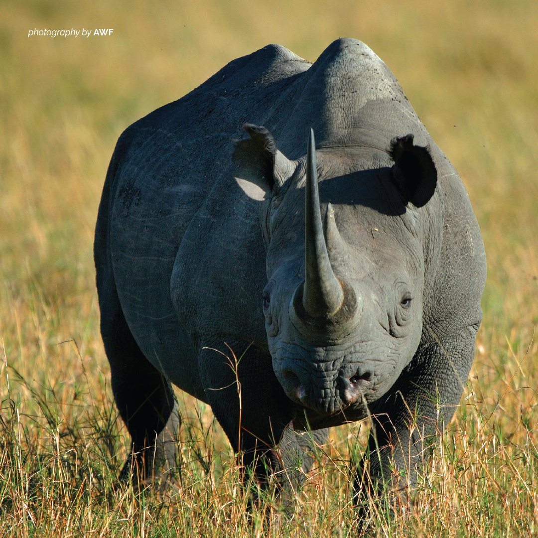 AWF tweet media