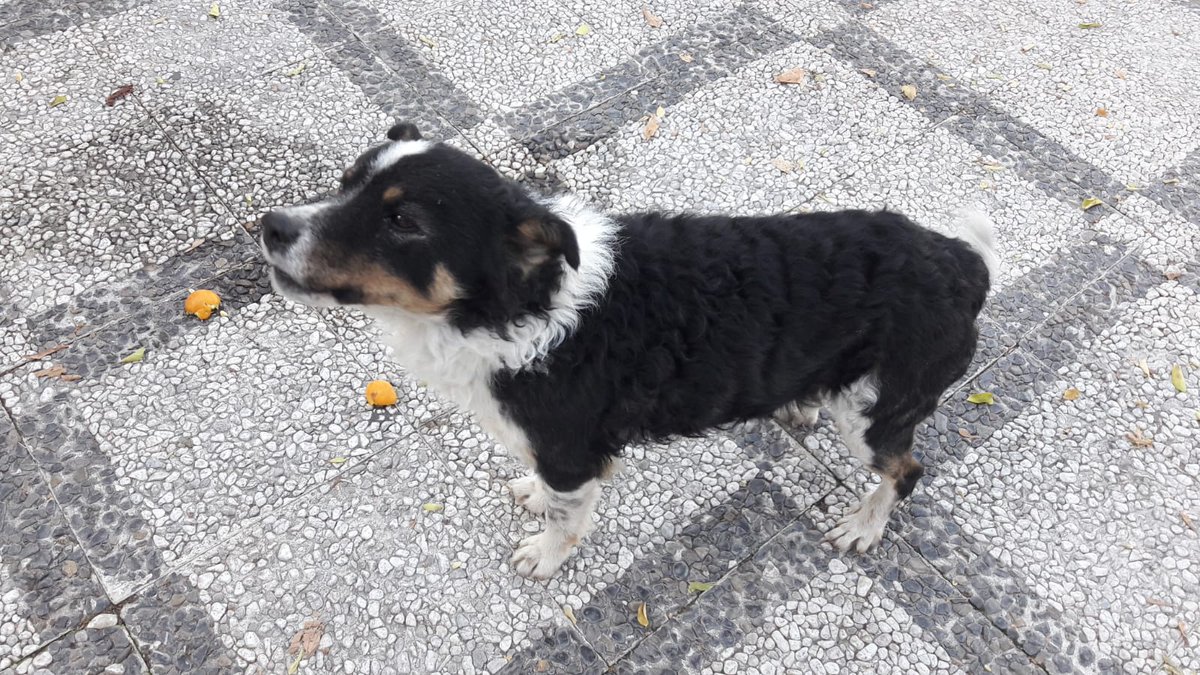 kkthek_cdms's tweet photo. ¡Atención!
Hoy sábado 8 diciembre de 2018
Perro perdido o abandonado en zona de Calle Primavera/Fontiveros. https://t.co/7e54aK1nBy
