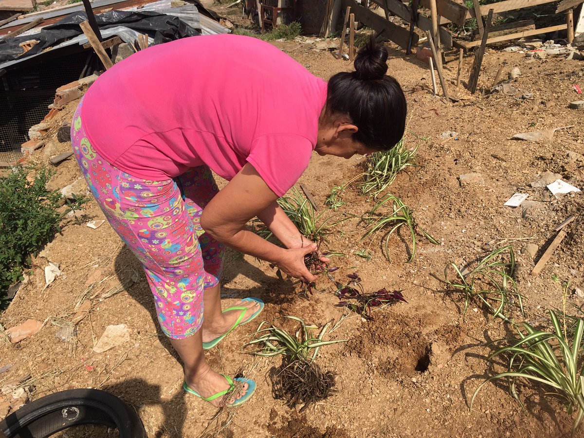 LowCarbon_City's tweet image. Hoy estamos con nuestros amigos de #DiseñatuPais #conambiente y #Ubuntulab generando espacio verde, construyendo un baño seco, y cocinando saludable en #Moravia #Oasis