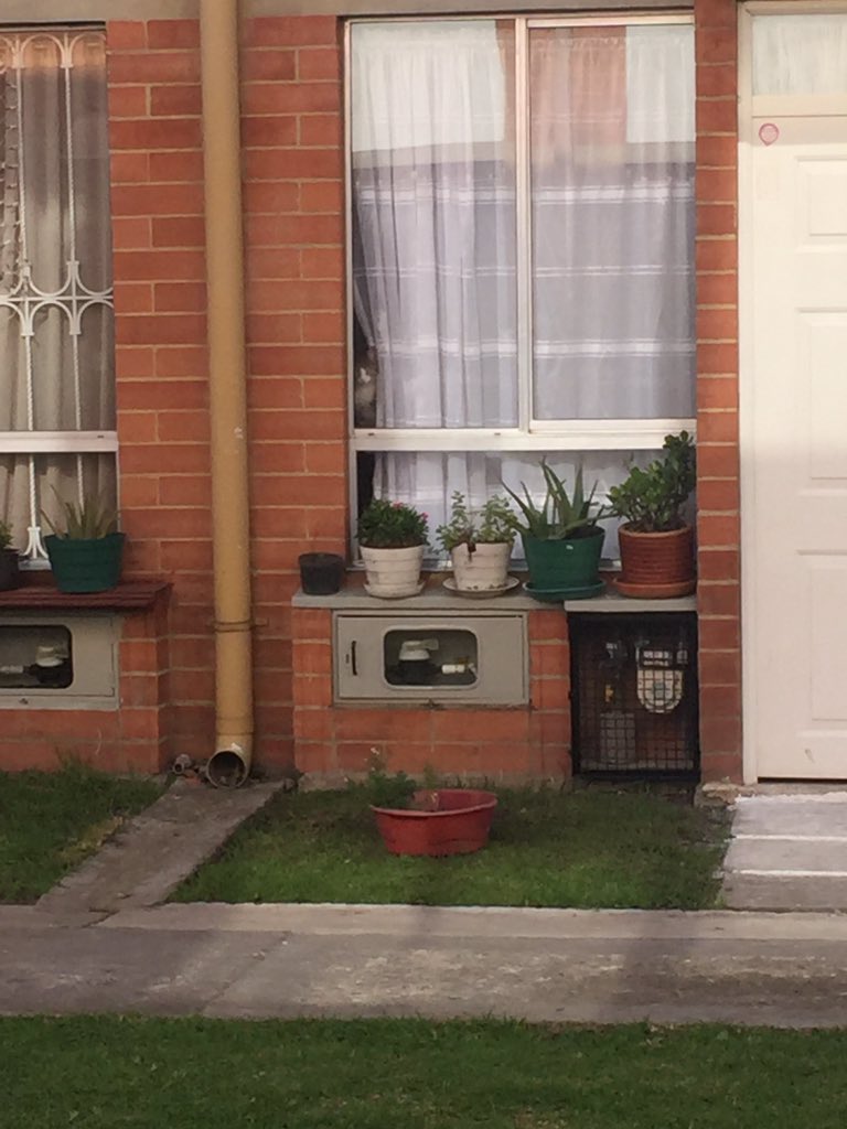 Me quedé a dormir en la casa de mi hermano y hay ya conocí al chismoso del vecindario...