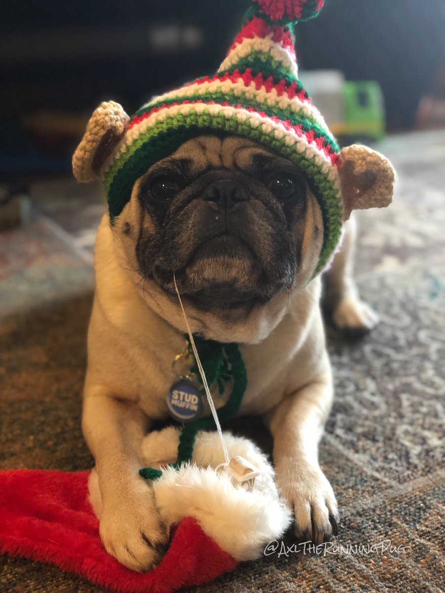 axlrunningpug's tweet photo. #BahHumPug 🎄 https://t.co/9qQ4eQ2moK