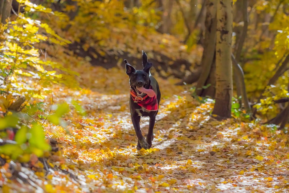BURTPetSitters's tweet photo. It's SATURDAY!!
.
.
.
#readyfortheweekend #weekendvibes #dogsofinstagram #cutedogs #autumnleaves #countryroad #mountaintrails #offleash #dogruns #fallweather #sweaterweather #december #winterwonderland https://t.co/iseYZ7wEGX