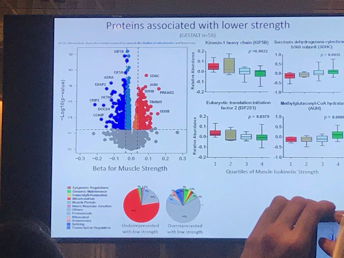etpring's tweet photo. Under-representation of certain mitochondrial proteins appear to be key in #sarcopenia is this the same in a young #myopenia cancer population?! #epigenetics #BiCyCLEresearch #BiCyCLEgroup https://t.co/YFFPGRUia7