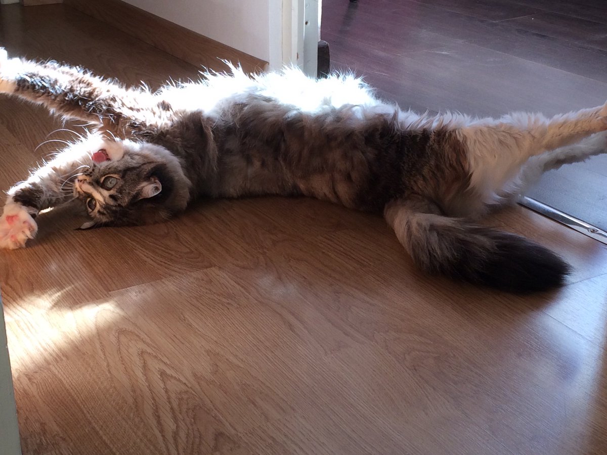 TheMinettesLife's tweet photo. Heyyyy ! La Minette tweete ... vous la suivez ? 😺 https://t.co/ircVCaPb0s