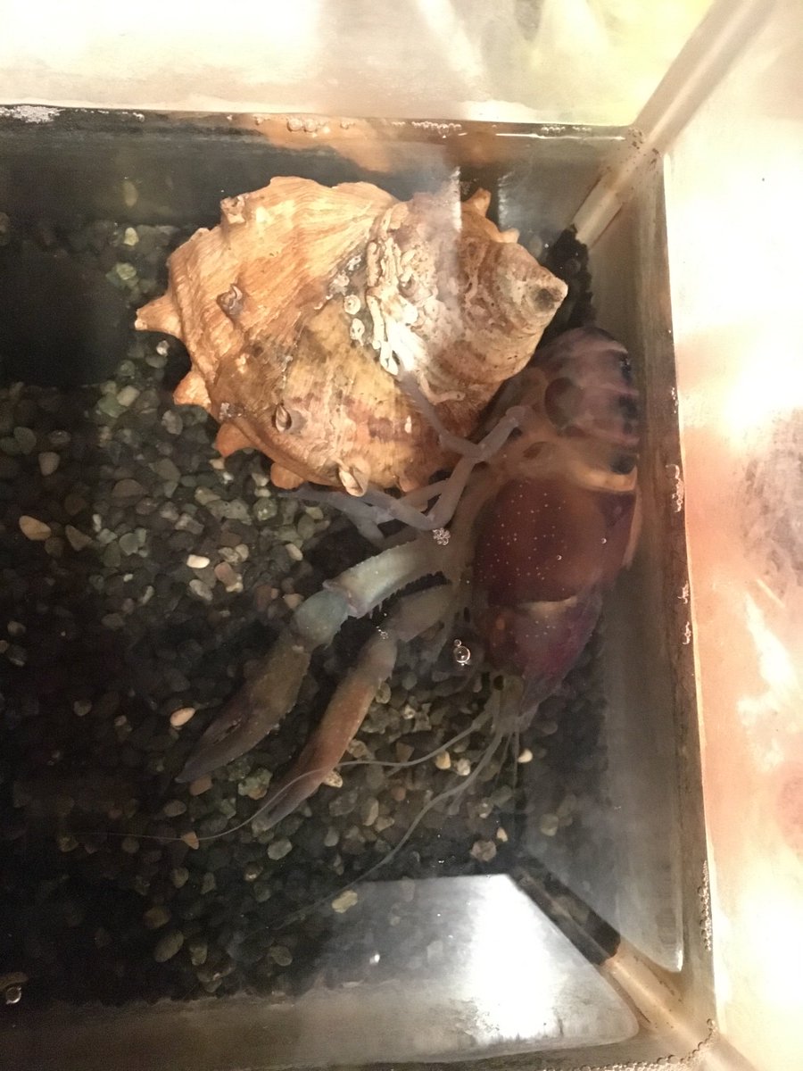 ザリガニ脱皮失敗 ザリガニ脱皮失敗