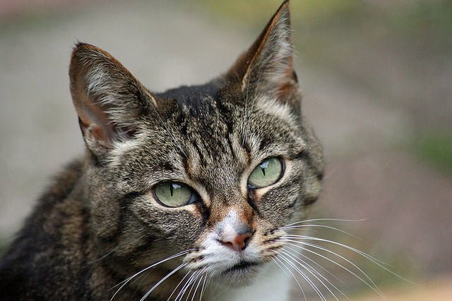 HiLifeCat's tweet photo. This is why we should think about adopting an older cat - https://t.co/L3zCTYzg2h ℅ @catchatcharity #cats https://t.co/uPbecuG6AL