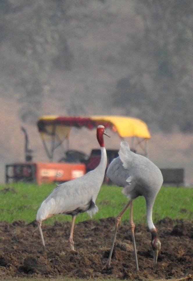 'Darling, what is this thing?'

'It's called development.'

'Ah, will it help us?'

'Shhh... Bend your head and quietly feed. It doesn't like questions'.

#CentralIndia