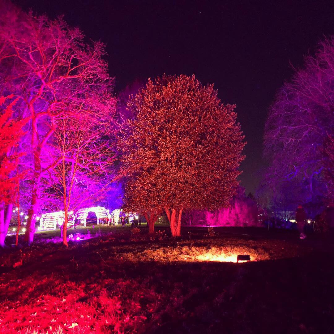 TheColorProject's tweet image. Our #EnchantedEltham installation this year for @EnglishHeritage @ElthamPalace - come down this month for a spectacular and enchanting stroll