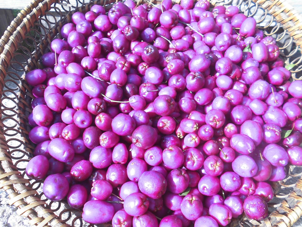 VisioneCurativa's tweet photo. Le bacche del Syzygium sono tutte commestibili, contengono numerosi composti fenolici dall'alto potente antissidante e antimicrobico.
Sono estremamente ricche di vitamina C (0.72 µmol/g, 20 volte il contenuto medio dei pregiati mirtilli). https://t.co/A9nkiBhiJw #scienza #salute https://t.co/UW5nckbpb5