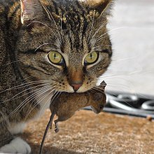 BioSussex's tweet photo. Although they are cute and cuddly, domestic cats are still predators and are considered an invasive species due to their responsibility for the decline of many native vertebrate species globally #2018ebe #Caturday https://t.co/bkk4a7xHBl