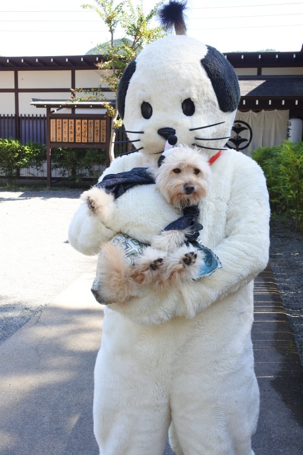 かぶりもの犬 まんぺい かぶりもの犬 まんぺい 全国行脚の旅 其の七 栃木県 日光市 にゃんまげ 栃木県日光市にある 日光江戸村 Edo Wonderland のマスコットキャラクター ニャンまげ のかぶりものだよ ニャンまげはもちろんのこと 日光江戸村の村民