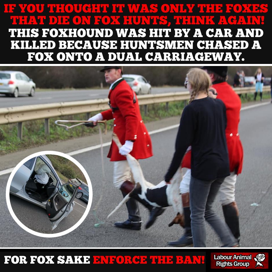 LabourAnimalRG's tweet photo. BREAKING NEWS: #HuntSabs report a death that occurred on a busy part of the A14 dual carriageway near Thrapston.
A foxhound was killed after being hit by cars when the Fitzwilliam Hunt chased a fox onto the road.
RETWEET if you agree we need to #KeepTheBan but also #EnforceTheBan https://t.co/ymSjwzeaHi