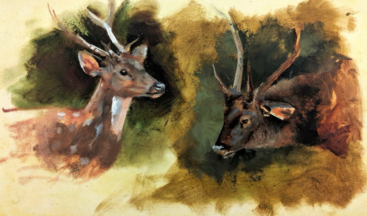 Male spotted deer (axis axis) and sambar (Rusa unicolor). Based on head studies made at Pench NP in Seoni, MP. #oilpainting #penchnationalpark