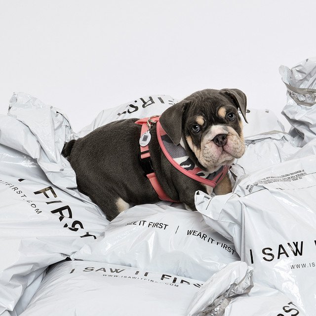 StudiosKam7's tweet photo. Love Island star Jack fincham brought in his little bundle of joy @sandiincham4 into our Studios, needless to say she caused quite a reaction #cutie @jack_charlesf #loveisland #photographystudio #manchesterphotographers #dogsofinsta @clojophotog #instamood #instagood #isawitfirst https://t.co/E4DwBUQbKU