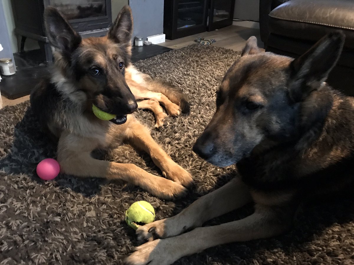 K9Finn's tweet photo. Christmas has now officially begun in our house as we settle down to watch Elf. Maxi and Finn has the best spot in front of the fire. ❤️🐾
#CosyDogs #Elf #ChristmasHasOfficiallyStarted #FabulousFinn #Finnslaw https://t.co/EO5DE7amCA